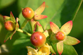 Attēlu rezultāti vaicājumam “Hypericum perforatum fruit”