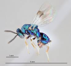 Attēlu rezultāti vaicājumam “Torymidae”