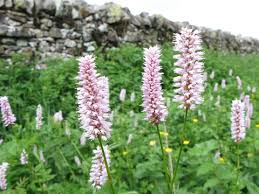 Attēlu rezultāti vaicājumam “Bistorta major flower”