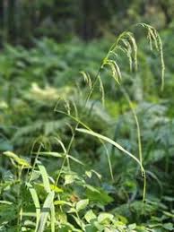 Attēlu rezultāti vaicājumam “Cinna latifolia”