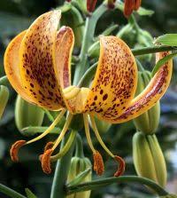 Attēlu rezultāti vaicājumam “Lilium martagon leaf”