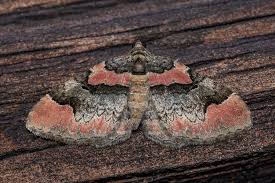 Attēlu rezultāti vaicājumam “Catarhoe rubidata”