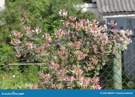 Attēlu rezultāti vaicājumam “Lonicera caprifolium”