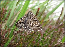 Attēlu rezultāti vaicājumam “Callistege mi”