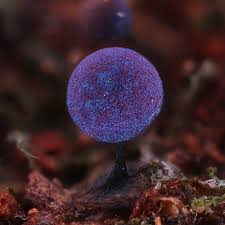 Attēlu rezultāti vaicājumam “Lamproderma debile macro”