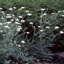 Image result for Lychnis coronaria alba