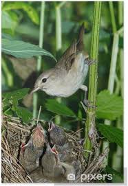 Attēlu rezultāti vaicājumam “Sylvia borin nest”