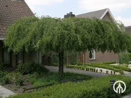 Attēlu rezultāti vaicājumam “Betula pendula Youngii”