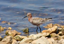 Attēlu rezultāti vaicājumam “Calidris ferruginea adult”