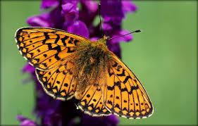 Attēlu rezultāti vaicājumam “Boloria eunomia underside”
