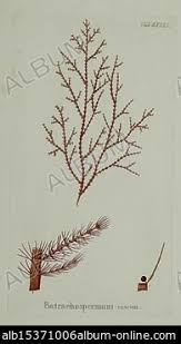 Attēlu rezultāti vaicājumam “Batrachospermum moniliforme”