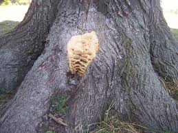 Attēlu rezultāti vaicājumam “Climacodon septentrionalis”