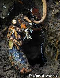 Attēlu rezultāti vaicājumam “Cordyceps stylophora”