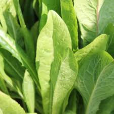 Image result for Endivie