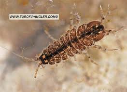 Attēlu rezultāti vaicājumam “Asellus aquaticus”