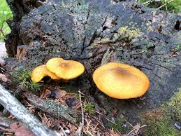 Attēlu rezultāti vaicājumam “Tricholomopsis decora”