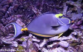 Image result for Naso lituratus