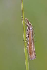 Attēlu rezultāti vaicājumam “Agriphila tristella”