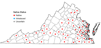 Attēlu rezultāti vaicājumam “Odontoschisma sphagni”