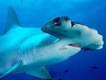 Hammerhead Shark – Predator of the Seas