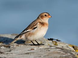 Attēlu rezultāti vaicājumam “Plectrophenax nivalis”