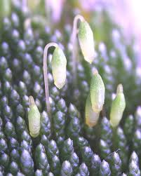 Attēlu rezultāti vaicājumam “Bryum”