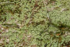 Attēlu rezultāti vaicājumam “Chaenotheca trichialis”