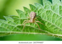 Attēlu rezultāti vaicājumam “Xysticus ulmi”