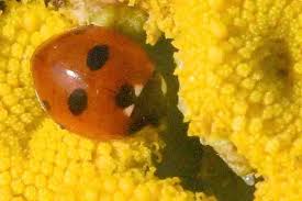 Attēlu rezultāti vaicājumam “Coccinella quinquepunctata”