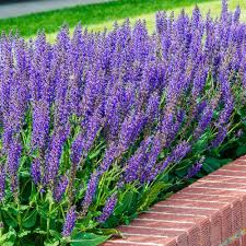 Attēlu rezultāti vaicājumam “Salvia nemorosa flower”