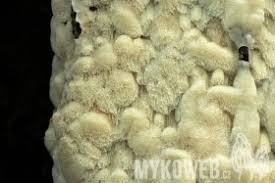 Attēlu rezultāti vaicājumam “Physisporinus sanguinolentus”