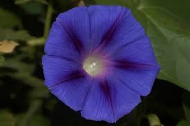 Image result for Prunkwinde