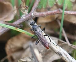 Attēlu rezultāti vaicājumam “Diphyus latebricola”