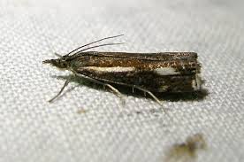 Attēlu rezultāti vaicājumam “Crambus heringiellus”