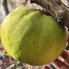 Attēlu rezultāti vaicājumam “Circaea lutetiana fruit”