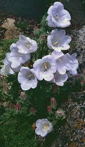 Image result for Campanula formanekiana