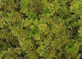 Attēlu rezultāti vaicājumam “Thuidium recognitum”