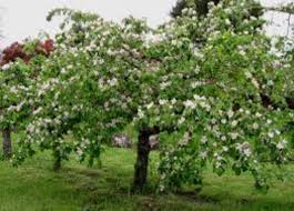 Attēlu rezultāti vaicājumam “Cydonia oblonga flower”