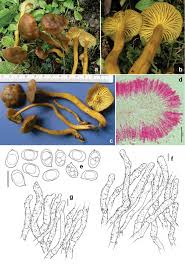 Attēlu rezultāti vaicājumam “Cantharellus cibarius”