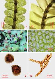 Attēlu rezultāti vaicājumam “Jungermannia hyalina”