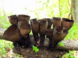 Attēlu rezultāti vaicājumam “Urnula craterium”