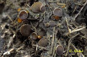 Attēlu rezultāti vaicājumam “Ascobolus furfuraceus”