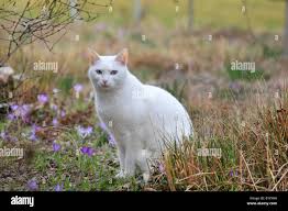 Attēlu rezultāti vaicājumam “Felis silvestris catus”