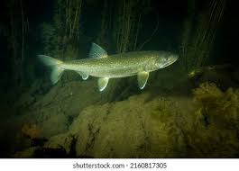 Image result for Salvelinus namaycush