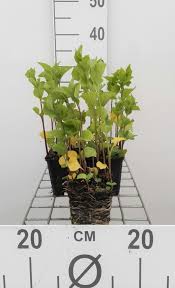 Attēlu rezultāti vaicājumam “Physalis alkekengi”