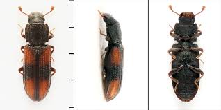 Attēlu rezultāti vaicājumam “Bitoma crenata”