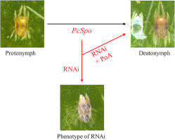 Attēlu rezultāti vaicājumam “Panonychus”