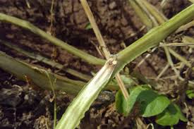 Attēlu rezultāti vaicājumam “Trichia botrytis stalked”