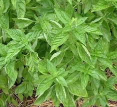 Image result for Ocimum basilicum