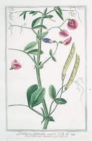 Attēlu rezultāti vaicājumam “Lathyrus sylvestris”